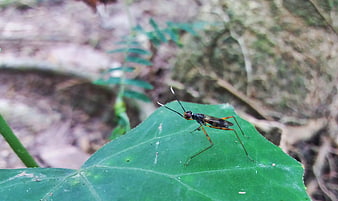 Close-up of a long-legged insect on a green leaf