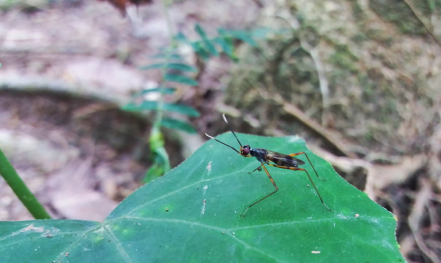 Close-up of a long-legged insect on a green leaf