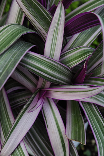 Close-up of Variegated Purple Heart Plant Leaves