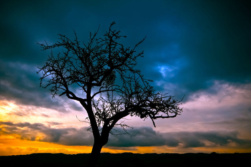 Silhouette of bare tree against dramatic sunset sky