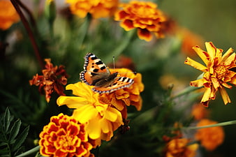Small Tortoiseshell Butterfly on Vibrant Orange Marigold Flower