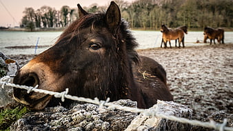 Close-up of a dark horse resting on a frosty stone wall