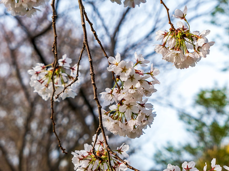 White Cherry Blossoms on Branches Against Blue Sky
