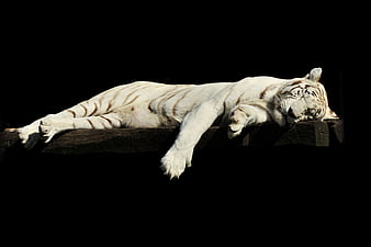 White Tiger Sleeping on Wooden Platform Against Black Background