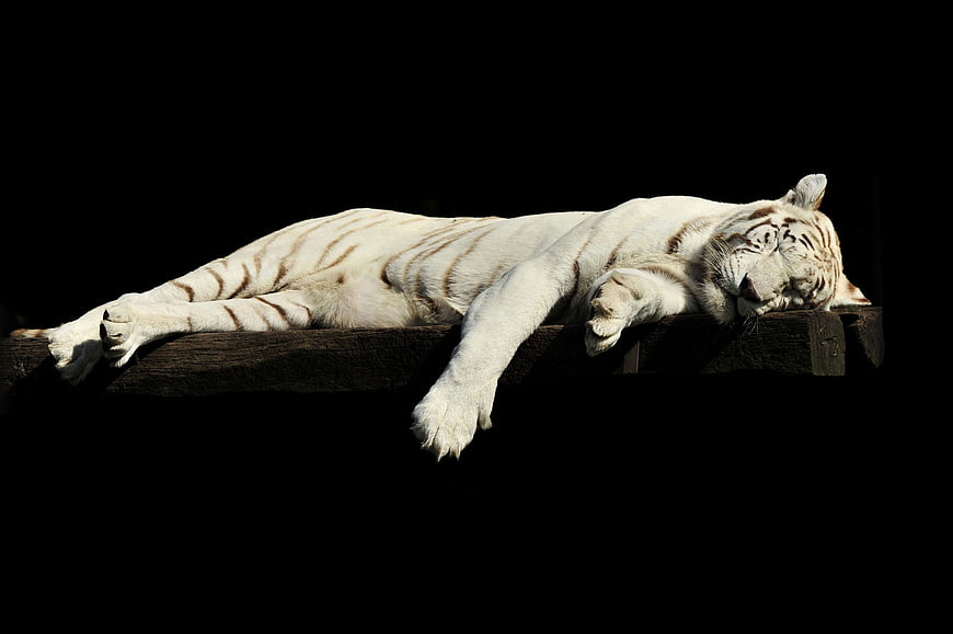 White Tiger Sleeping on Wooden Platform Against Black Background
