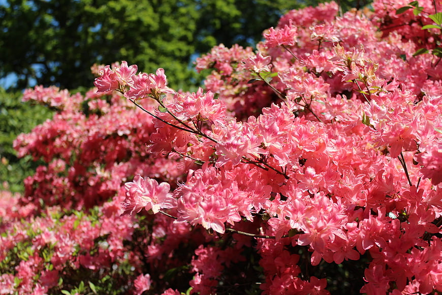 Vibrant Pink Azalea Bush Blooming in Spring Garden