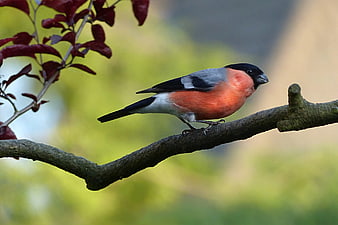 Male Eurasian Bullfinch Perched on a Tree Branch