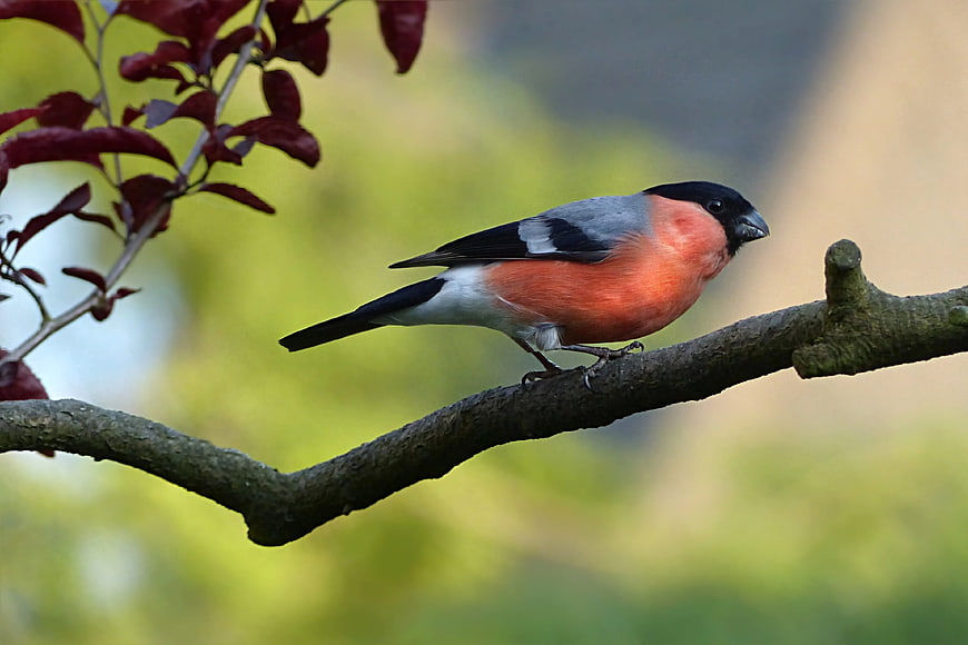 Male Eurasian Bullfinch Perched on a Tree Branch