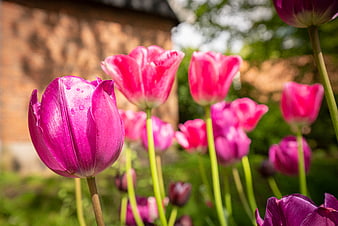 Vibrant Pink Tulips with Water Droplets in Spring Garden