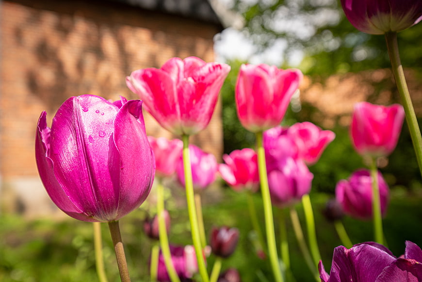 Vibrant Pink Tulips with Water Droplets in Spring Garden