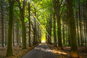 Sunlit forest path with god rays and autumn foliage