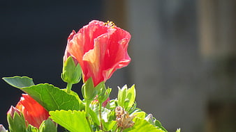Vibrant Red Hibiscus Flower in Sunlight