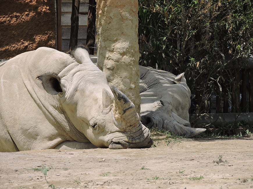 Two white rhinos resting in a zoo enclosure