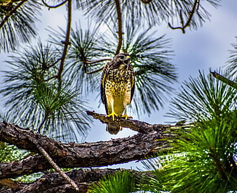 Red-shouldered Hawk Perched on Pine Branch
