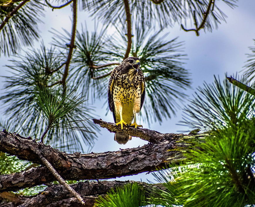 Red-shouldered Hawk Perched on Pine Branch