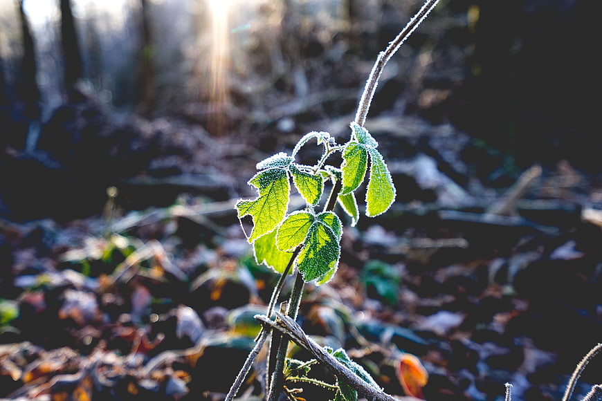Frosty Green Leaves Backlit by Sunlight in Forest