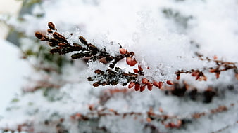 Close-up of Snow-Covered Branch with Red Berries