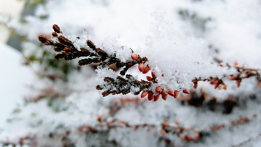 Close-up of Snow-Covered Branch with Red Berries
