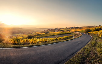 Winding Road Through Golden Vineyards at Sunrise