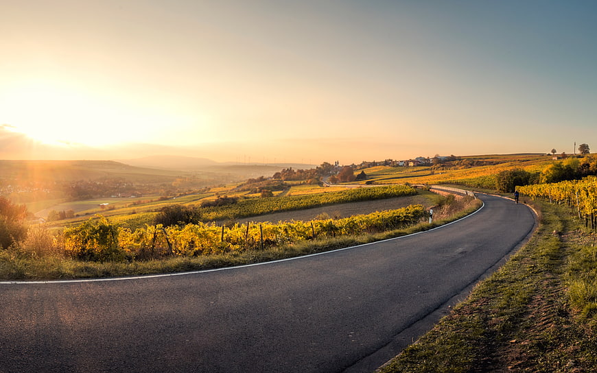 Winding Road Through Golden Vineyards at Sunrise