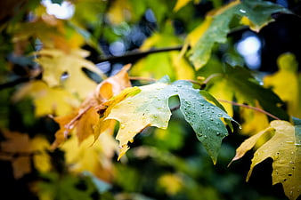 Close-up of wet maple leaves in autumn colors