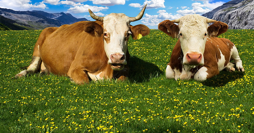 Two Cows Resting in Alpine Meadow with Dandelions