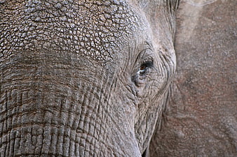 Close-up of Elephant Eye and Wrinkled Skin Texture