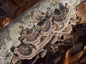 Close-up of Turkey Tail Fungi on a Fallen Log in Autumn