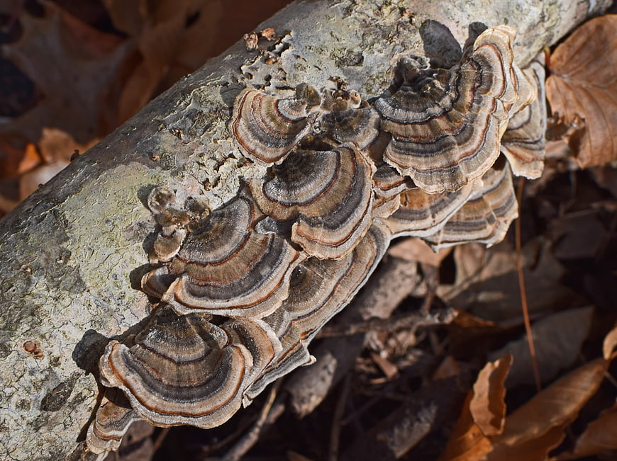 Close-up of Turkey Tail Fungi on a Fallen Log in Autumn