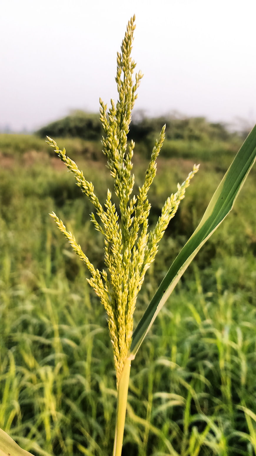 Close-up of Green Sorghum Plant in Field