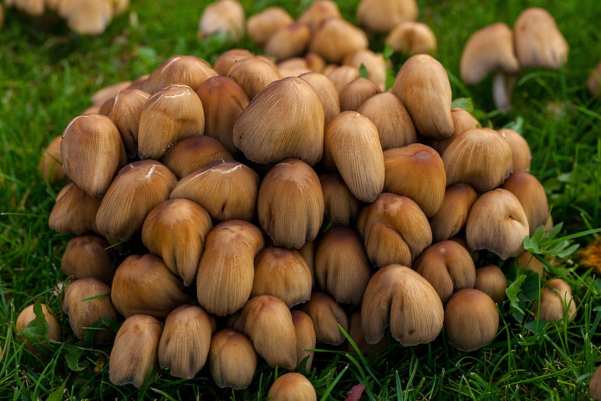 Cluster of brown mushrooms growing in green grass
