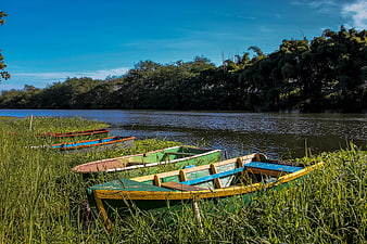 Colorful wooden boats resting in tall grass by a river
