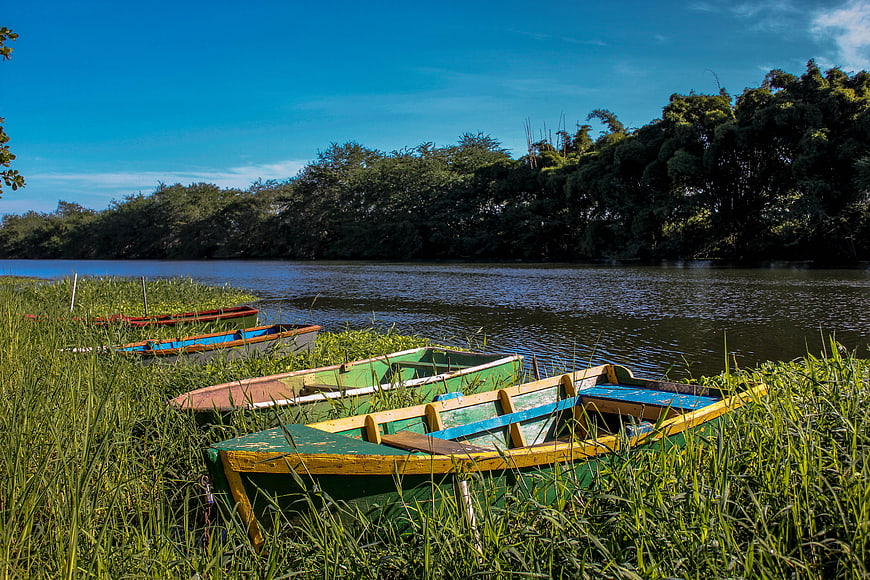 Colorful wooden boats resting in tall grass by a river
