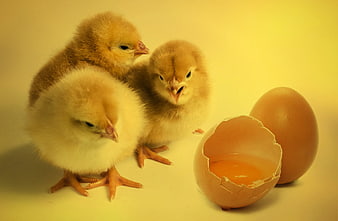 Three fluffy yellow chicks with cracked eggshell and yolk