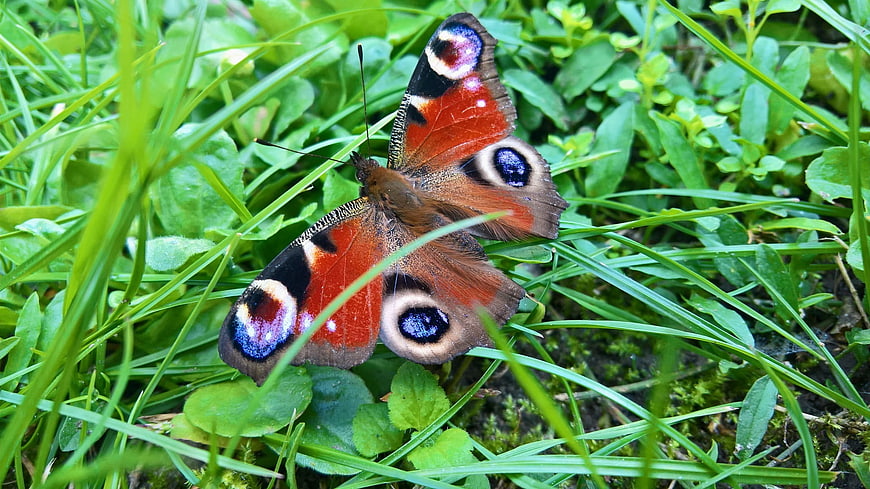 Peacock Butterfly Resting on Green Grass in Garden
