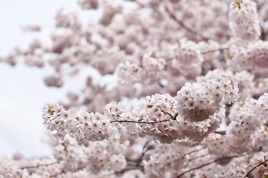 Close-up of delicate pink cherry blossoms on a branch