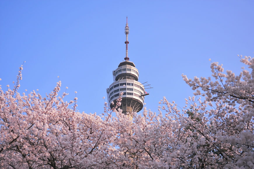 Daegu Tower Rising Above Cherry Blossoms in Spring