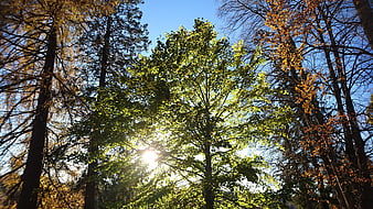 Sunlight shining through green and autumn trees against blue sky
