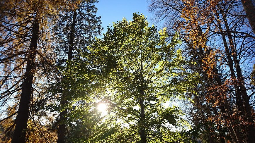 Sunlight shining through green and autumn trees against blue sky