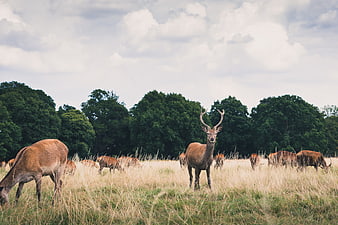 Majestic Red Deer Stag Grazing in Summer Meadow