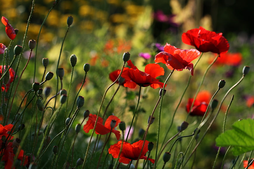 Vibrant Red Poppies Blooming in a Sunlit Meadow