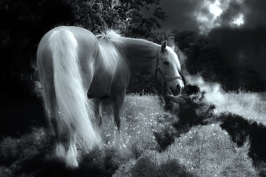Mystical White Horse in Black and White Pasture