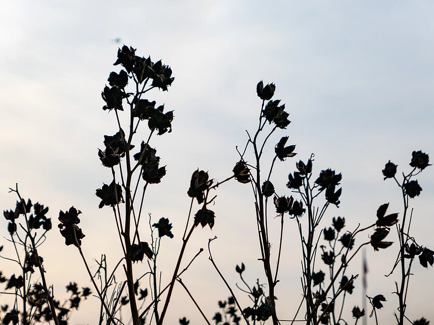 Silhouetted Wildflowers Against Soft Sunset Sky