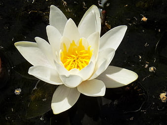 White Water Lily Flower Blooming On Dark Pond Water