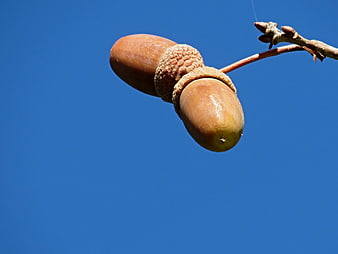 Two Acorns Hanging From Oak Branch Against Clear Blue Sky