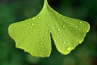 Close-up of a green ginkgo leaf with water droplets