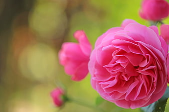 Close-up of vibrant pink rose with blurred green background
