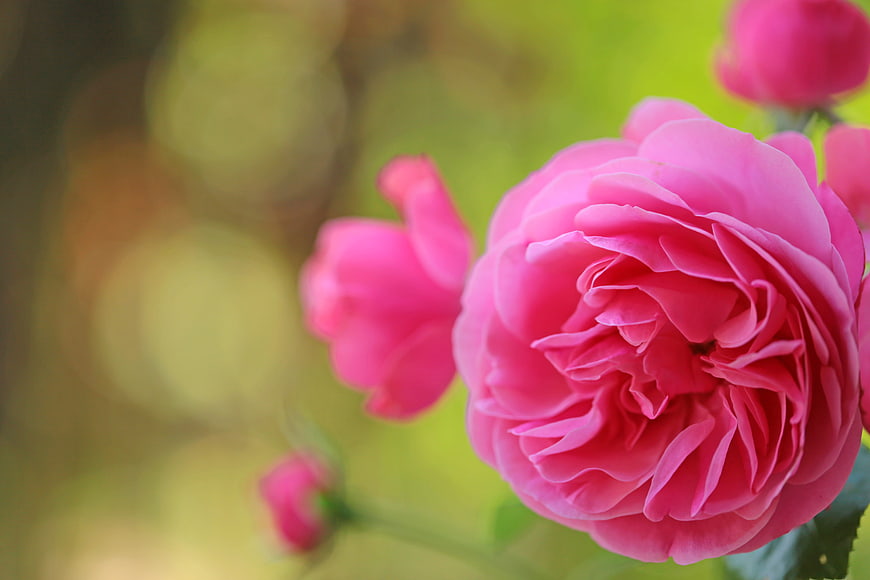 Close-up of vibrant pink rose with blurred green background