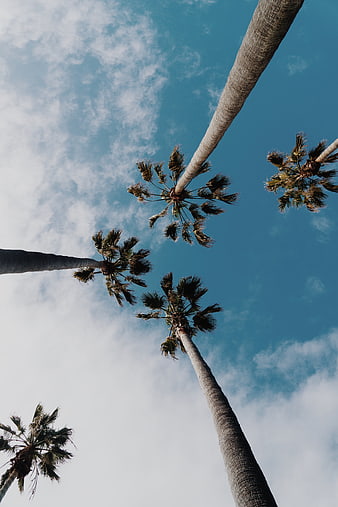 Low angle view of tall palm trees against blue sky
