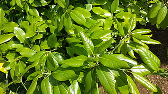 Close-up of glossy green leaves in bright sunlight